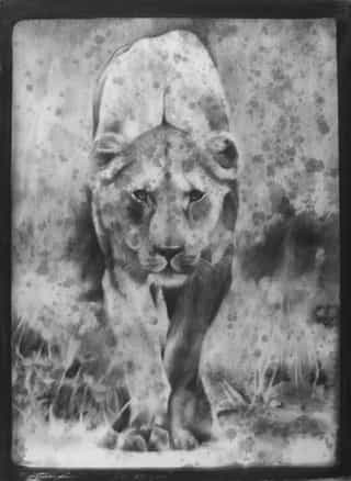 Lionne, fusain, technique mixte, Aurélien Raynaud