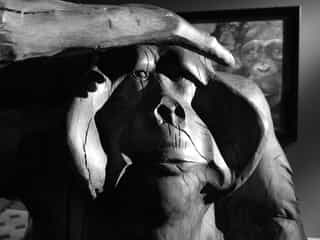 Orang outan, sculpture en chêne, Aurélien Raynaud, peintre sculpteur animalier