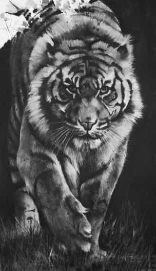 Dessin, fusain, Tigre par Aurélien Raynaud