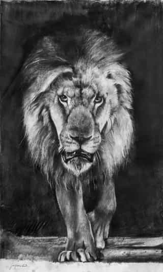 Dessin, fusain, lion par Aurélien Raynaud