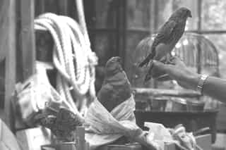 Oiseau, argile,@aurelienraynaud